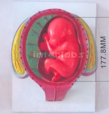 HUMAN PREGNANCY SERIES MODEL (5TH MONTH 18-27CM 280-300GM)